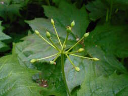 Image of American umbrellaleaf