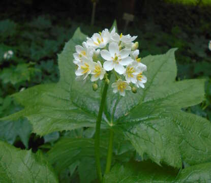 Image de Diphylleia cymosa Michx.