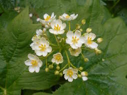 Image of American umbrellaleaf