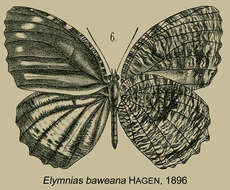 Imagem de Elymnias nesaea Linnaeus 1758