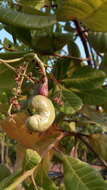 Image of cashew