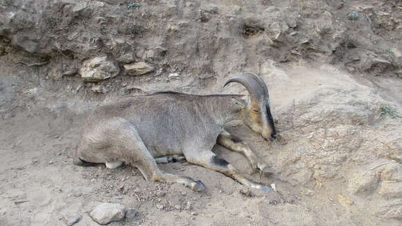 Image of Nilgiritragus Ropiquet & Hassanin 2005