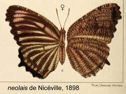 Image of Elymnias nesaea Linnaeus 1758