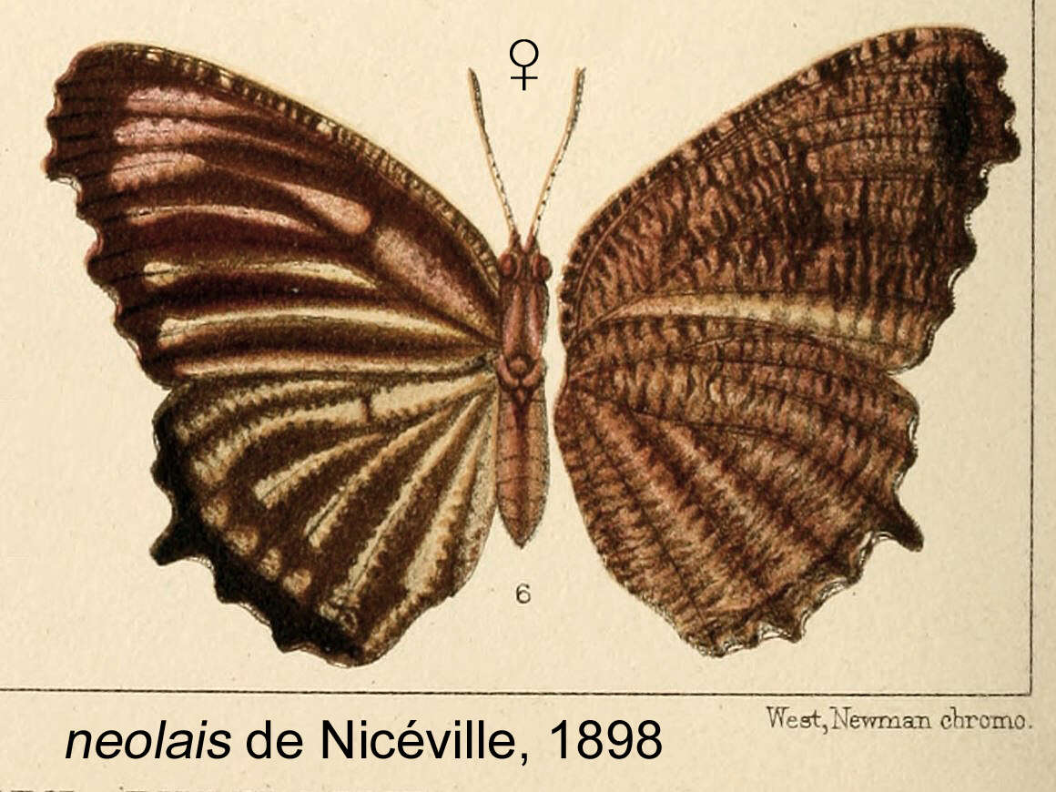 Imagem de Elymnias nesaea Linnaeus 1758