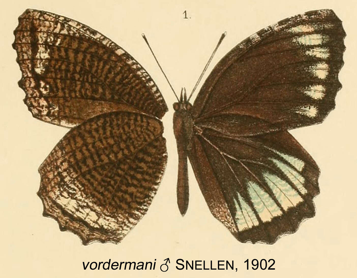 Image of Elymnias nesaea Linnaeus 1758