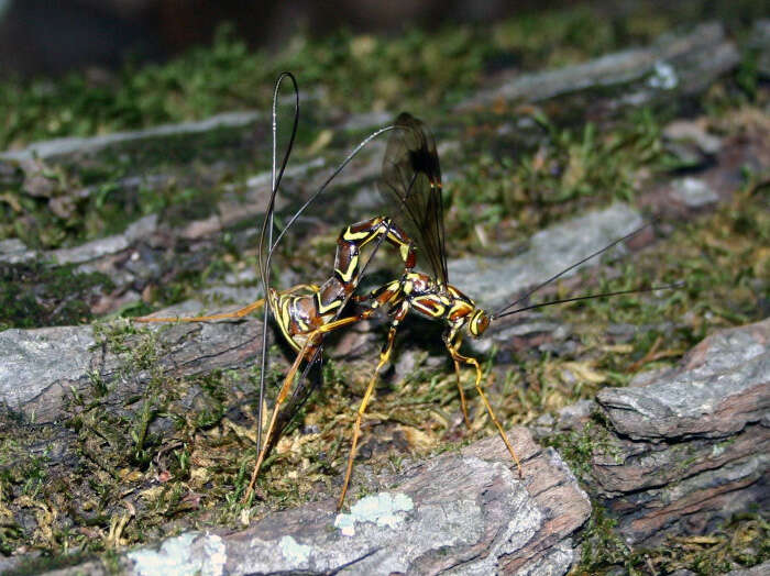 Plancia ëd Megarhyssa macrurus