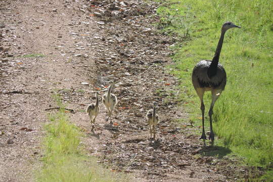 Image of Common Rhea