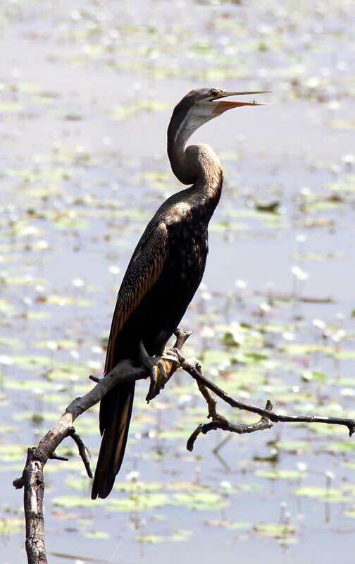 Image of Oriental Darter