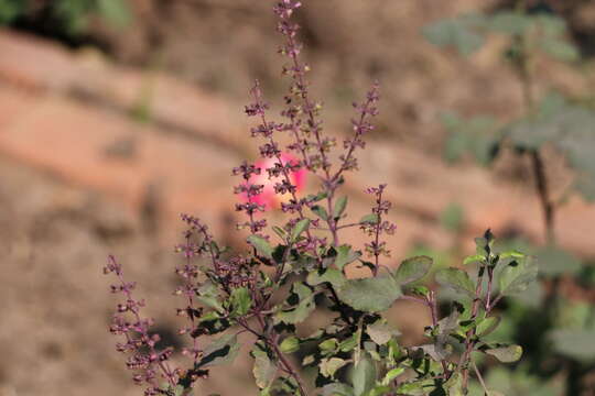 Image of holy basil