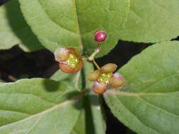 Image of running strawberry bush