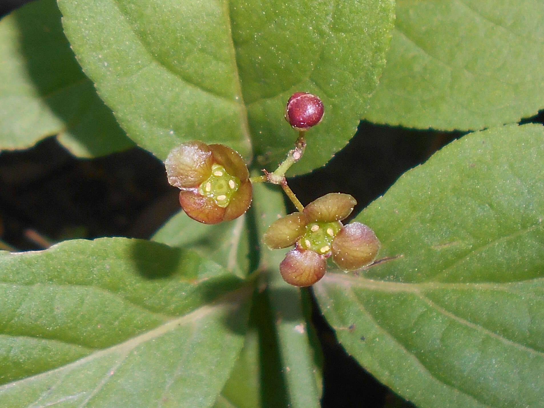 Image of running strawberry bush