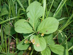 Image of running strawberry bush