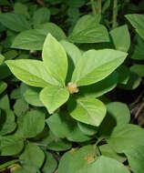 Image of running strawberry bush