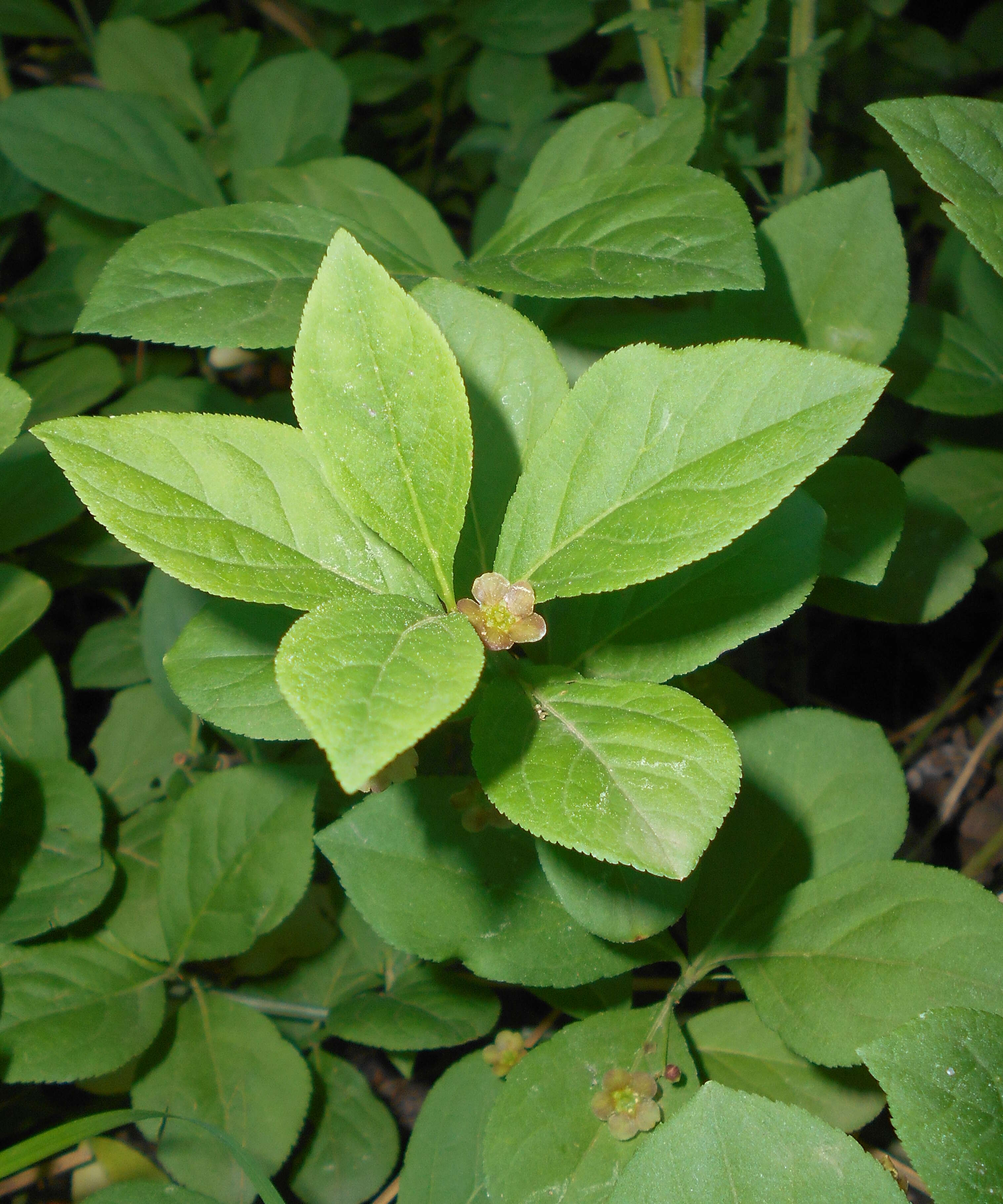 Image of running strawberry bush