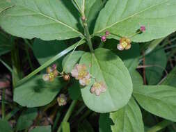 Image of running strawberry bush