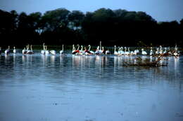 Imagem de Phoenicopterus roseus Pallas 1811