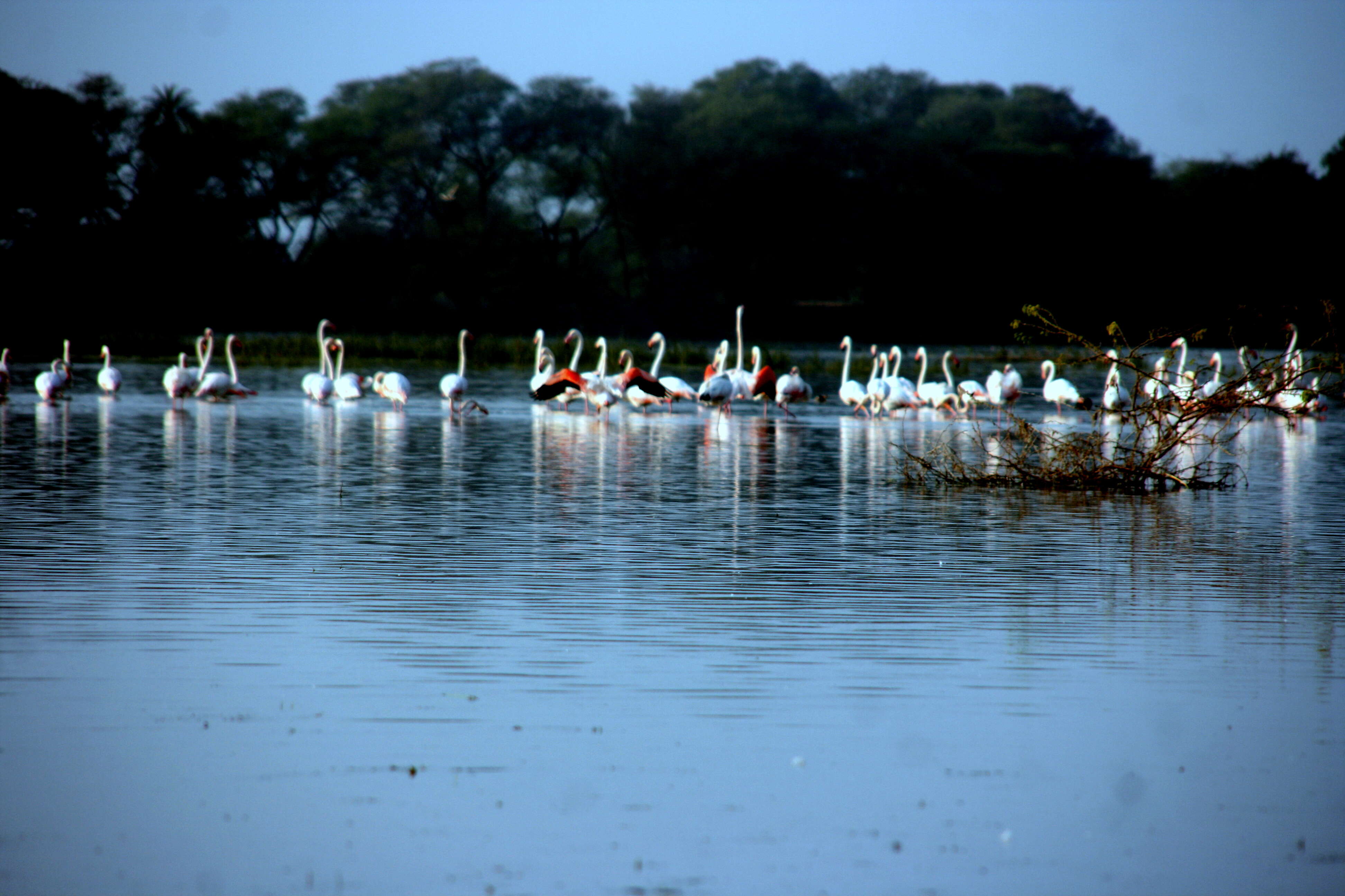 Imagem de Phoenicopterus roseus Pallas 1811