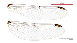 Image of Hemigomphus heteroclytus Selys 1854