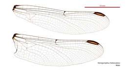 Image of Hemigomphus heteroclytus Selys 1854