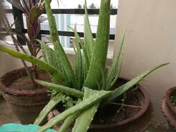 Image of Aloe vera