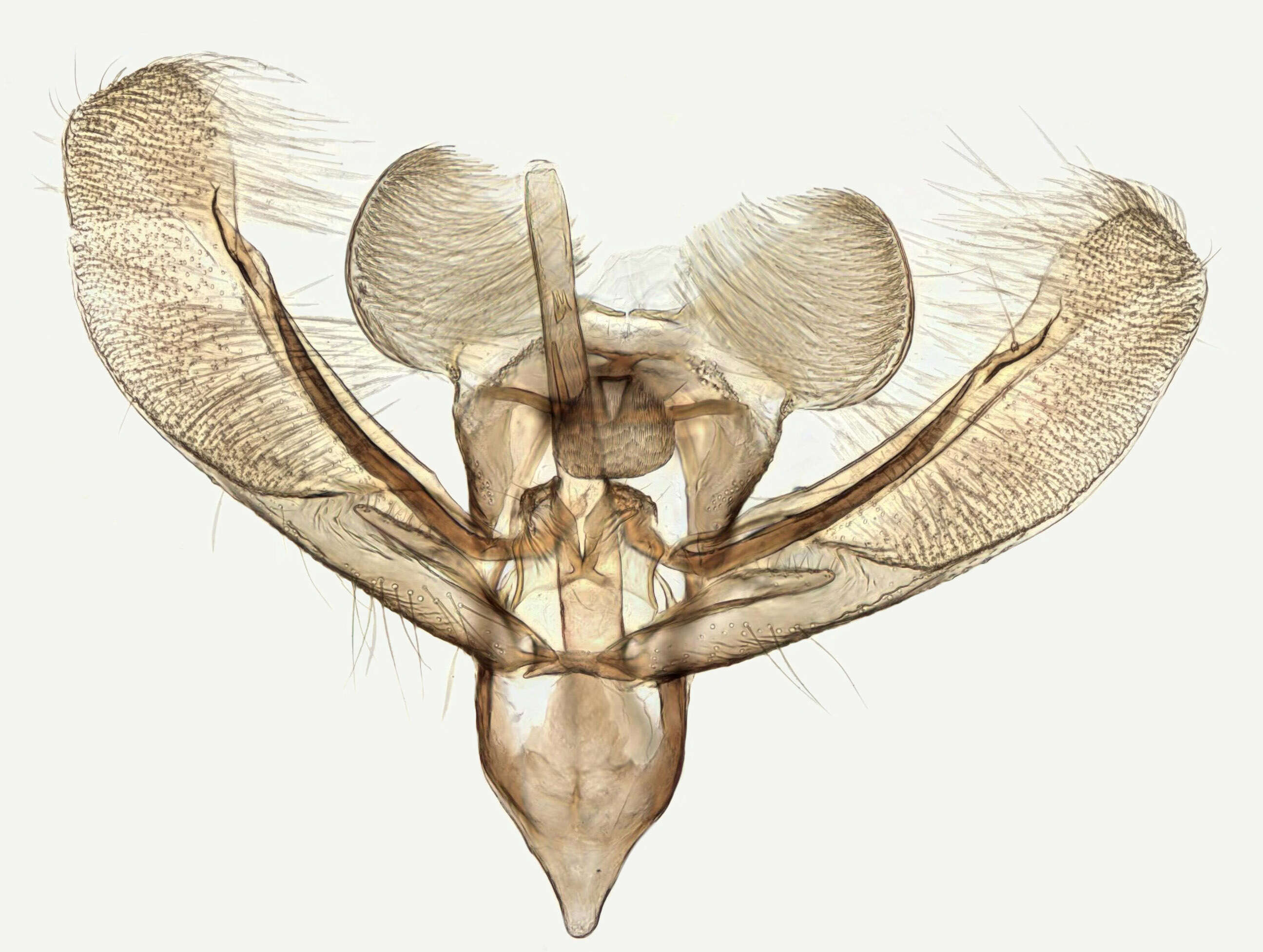 Image of Elachista atricomella Stainton 1849