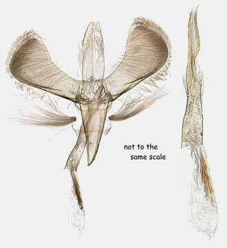 Image of Caloptilia elongella (Linnaeus 1761)