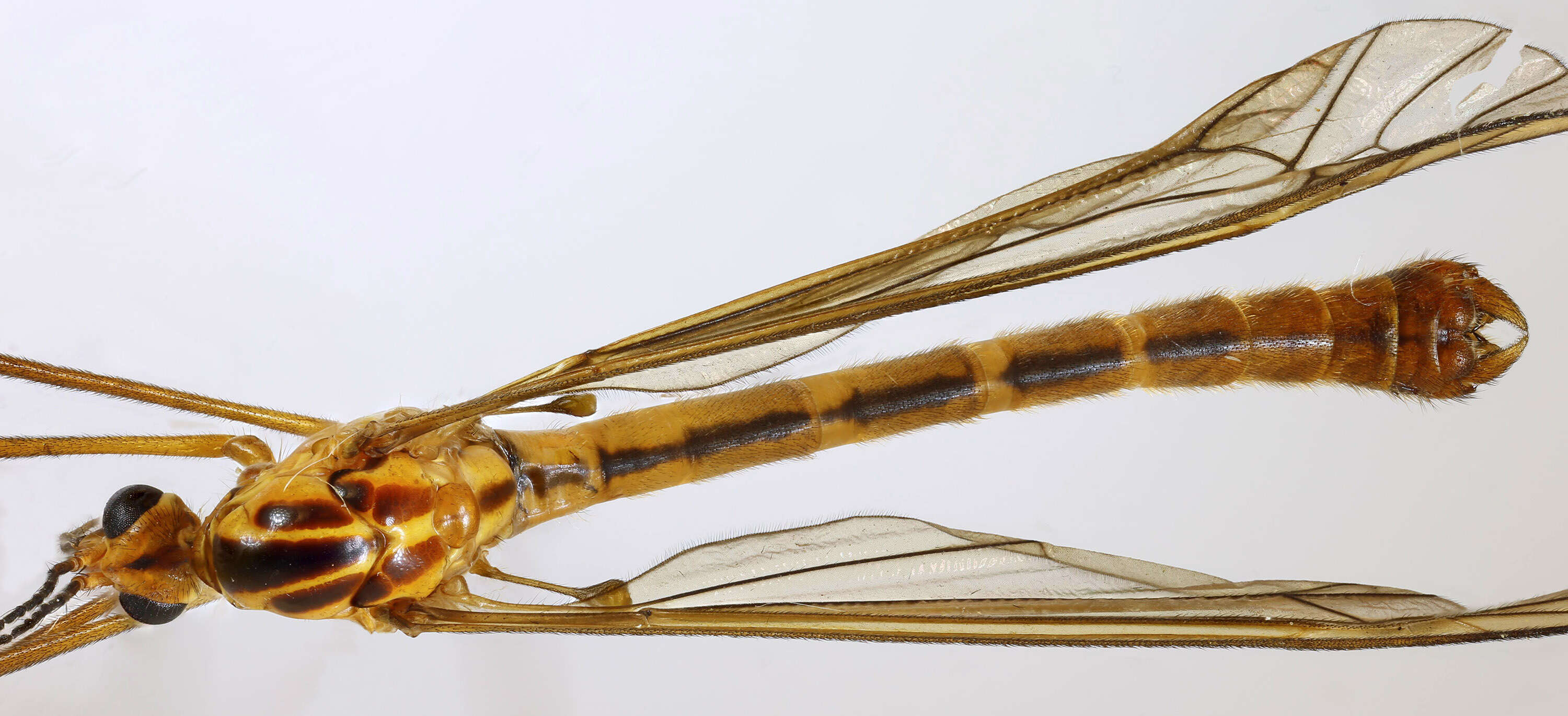 Image of Nephrotoma scurra (Meigen 1818)