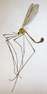 Image of Diogma glabrata (Meigen 1818)