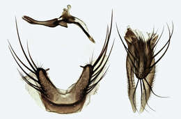 Image of Seedcorn maggot