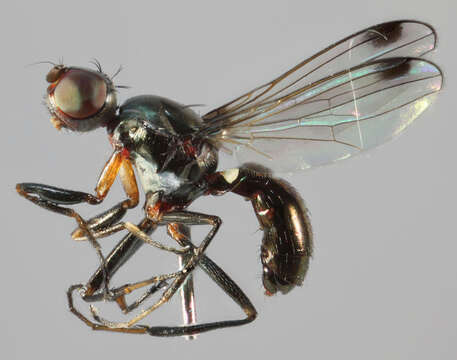 صورة Sepsis cynipsea (Linnaeus 1758)