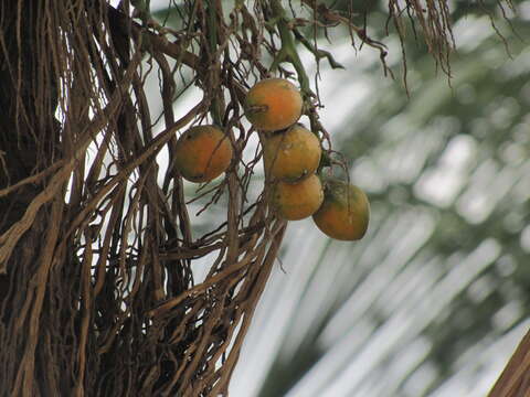 Image of betel palm