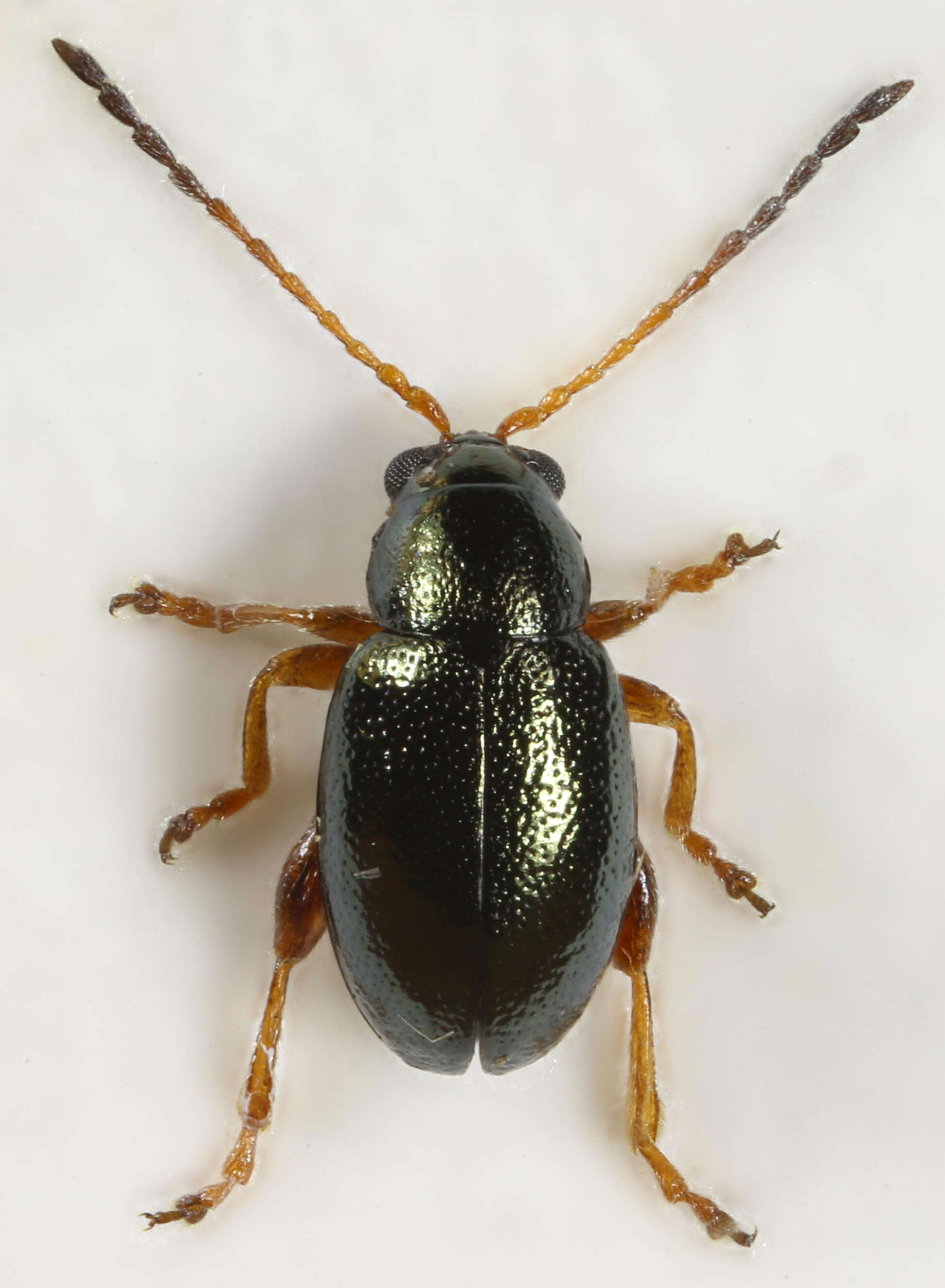 Image of Aphthona herbigrada