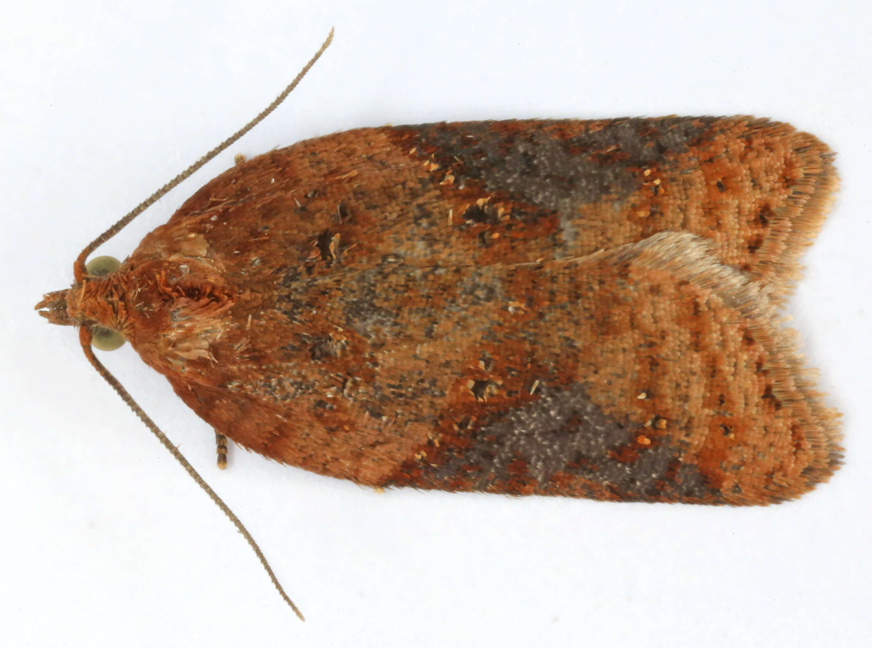 Image of broad-barred button moth