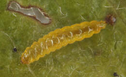 Image of Stigmella perpygmaeella (Doubleday 1859) Karsholt et al. 1976