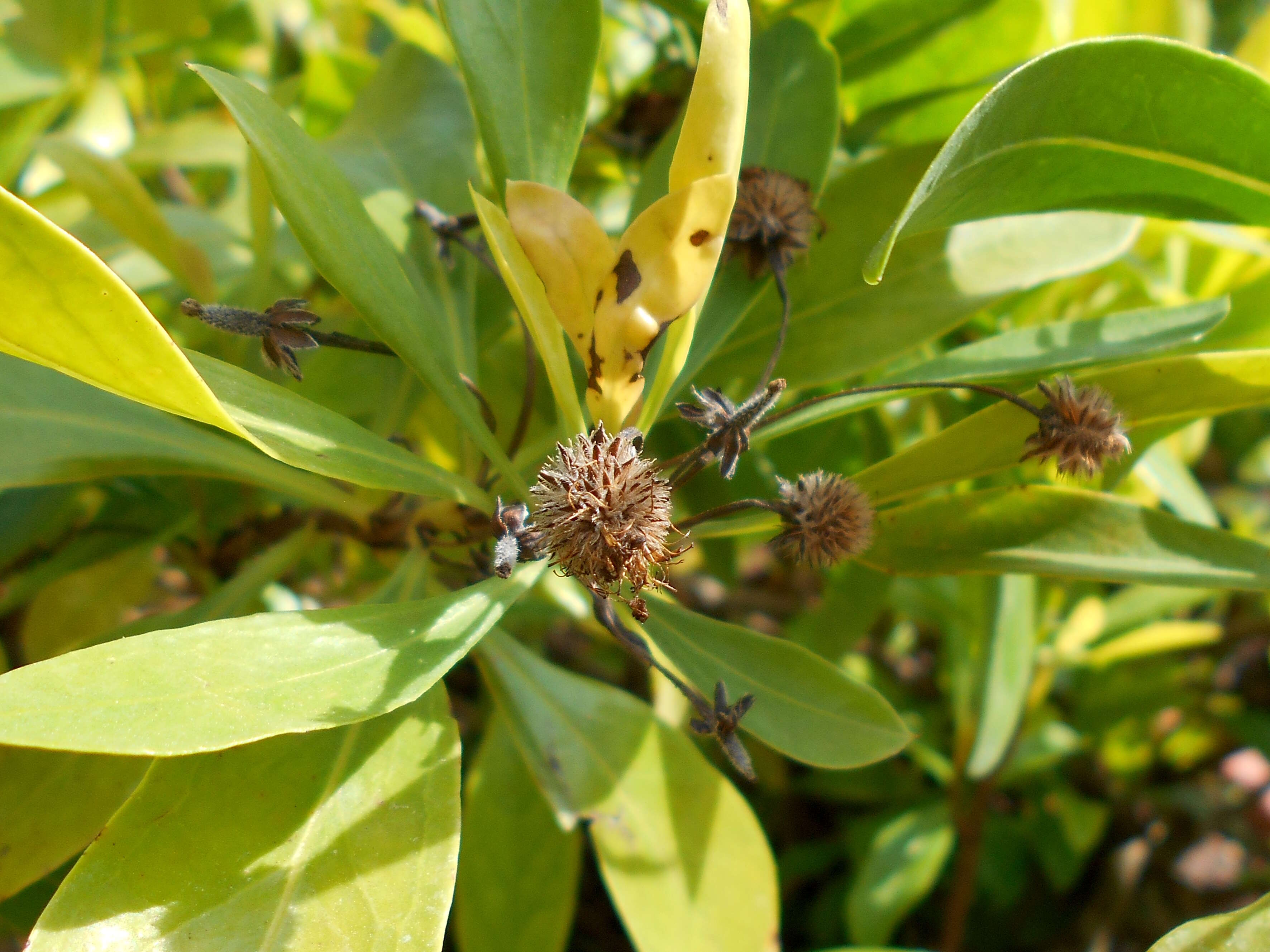 Image of Globularia amygdalifolia Webb