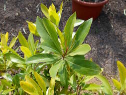 Image of Globularia amygdalifolia Webb