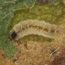 صورة Ectoedemia atricollis (Stainton 1857) Bradley et al. 1972