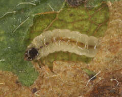 Sivun Ectoedemia atricollis (Stainton 1857) Bradley et al. 1972 kuva