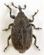 Image of Weevil