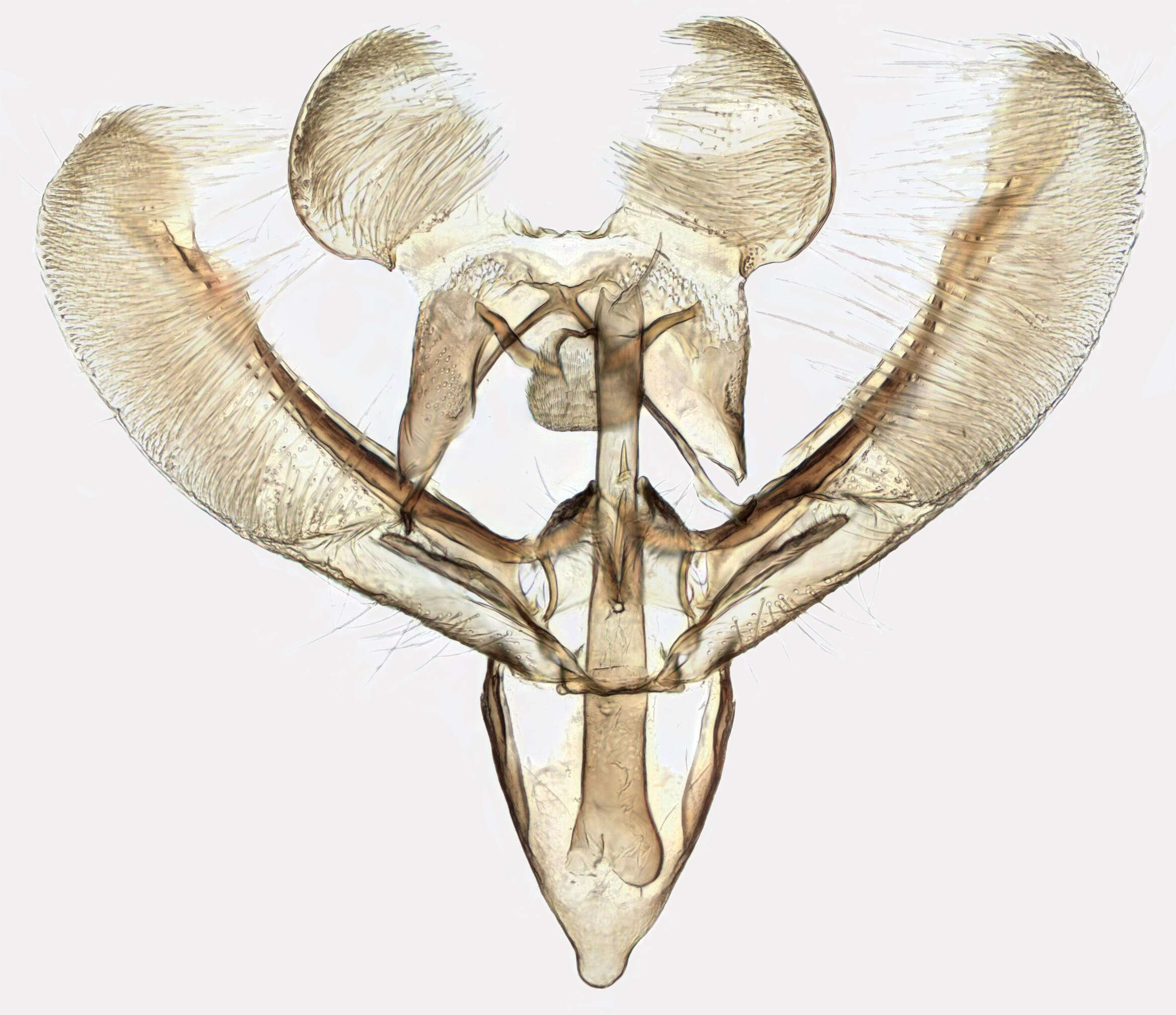 Image of Elachista atricomella Stainton 1849