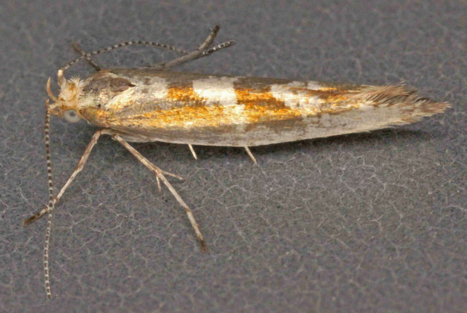 Image of Argyresthia pygmaeella Hübner 1816