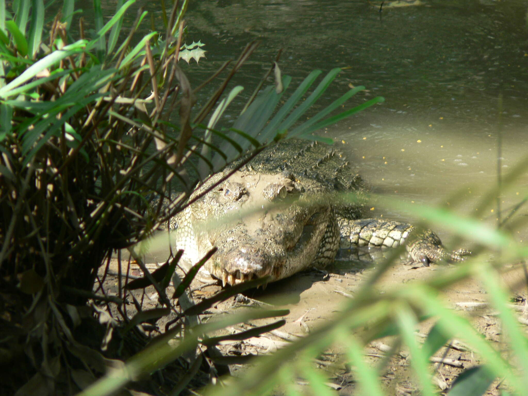 Image of Estuarine Crocodile