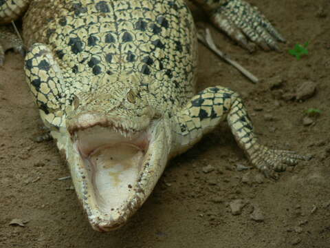 Image of Estuarine Crocodile