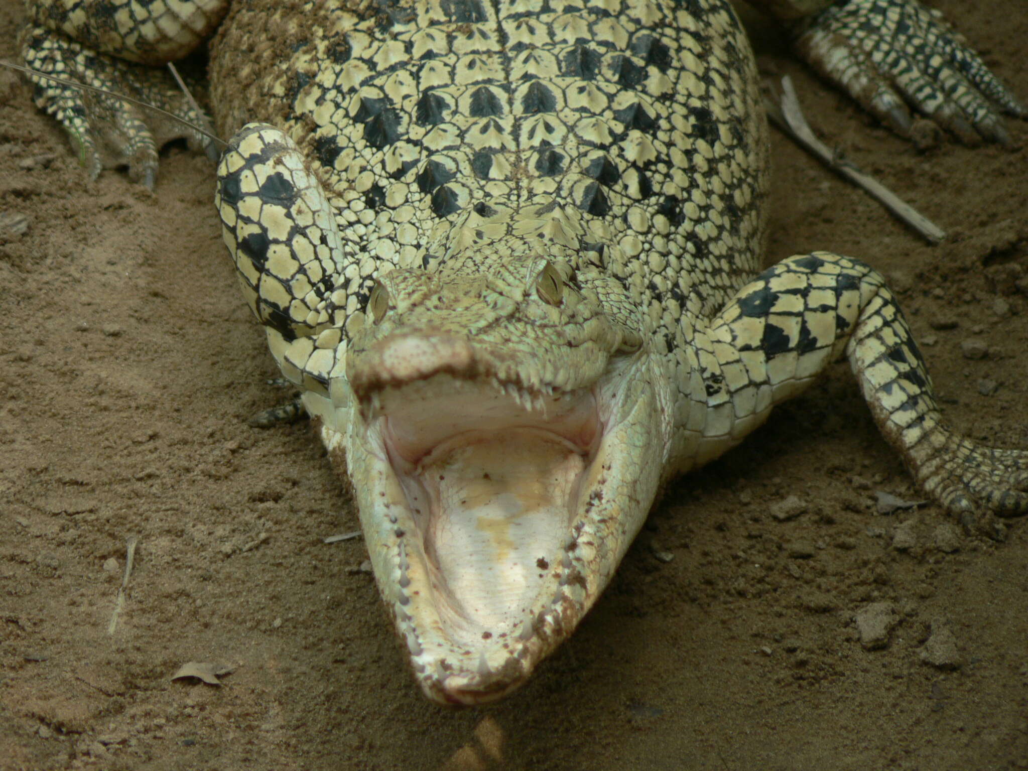 Image of Estuarine Crocodile