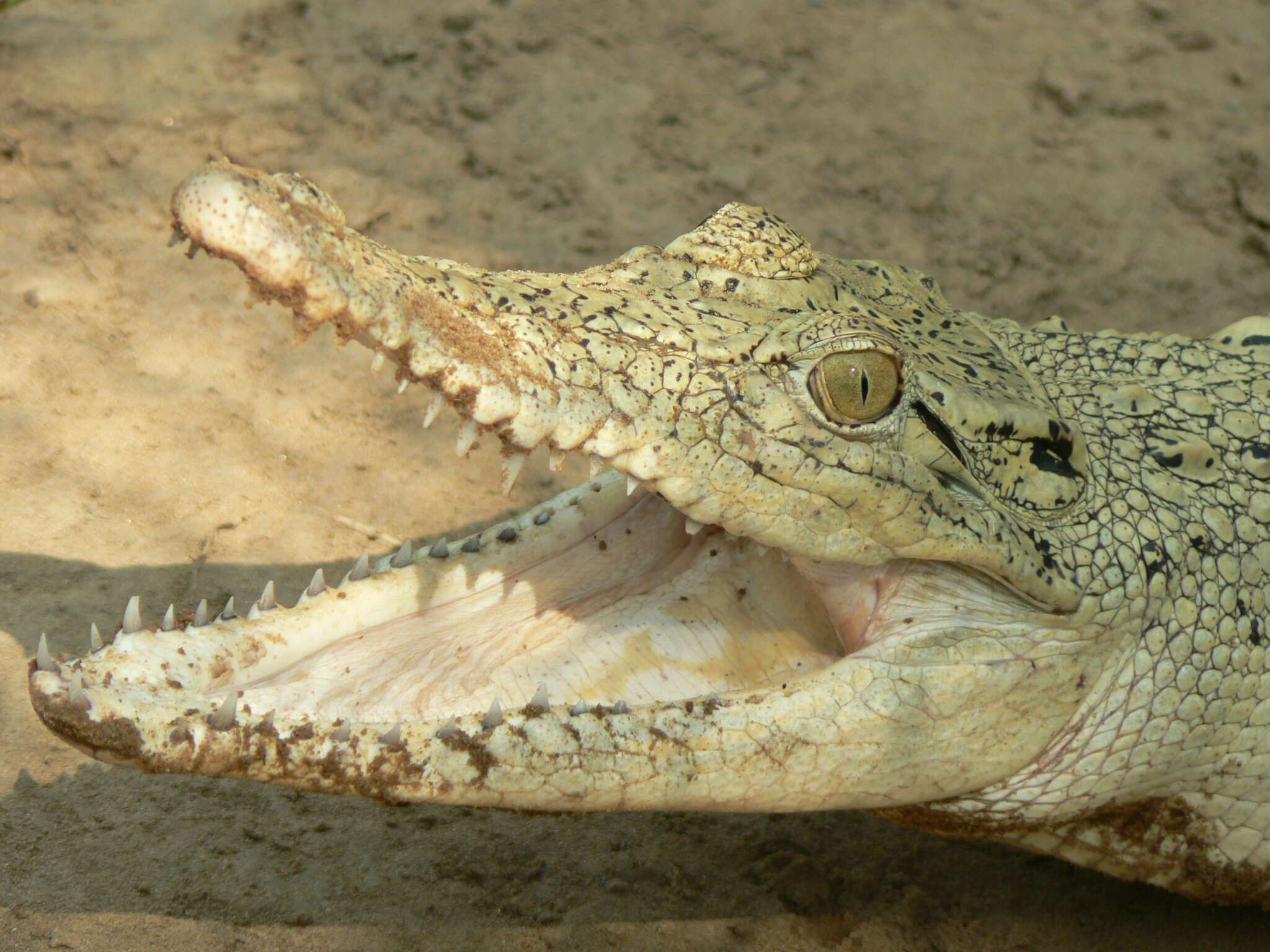 Image of Estuarine Crocodile