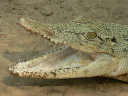 Image of Estuarine Crocodile