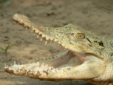 Image of Estuarine Crocodile