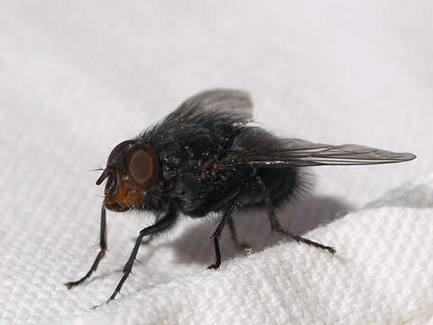 Image of Blue blowfly