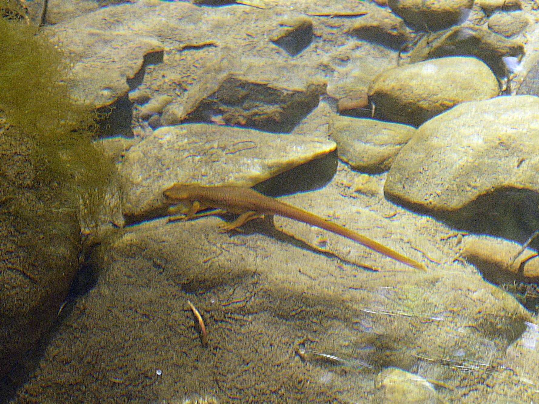 Image of Taricha torosa torosa