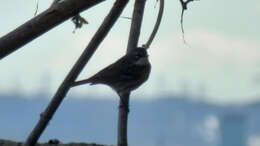 Image of Myrtle Warbler